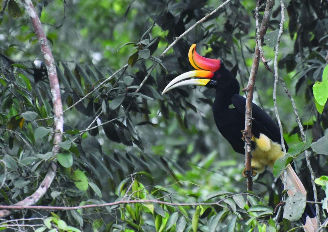 RPM RENTAL MOBIL PEKANBARU